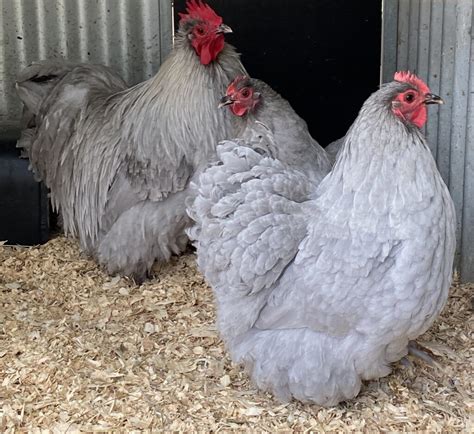 lavender orpington roo|lavender orpington rooster vs hen.